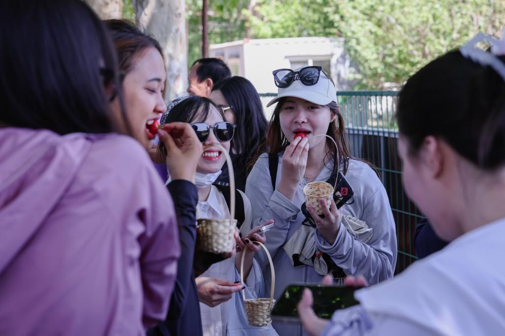 星力摇钱树正版最新版下载